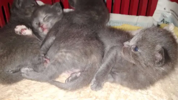 Gato raça  idade 7 a 11 meses nome ESTRELA