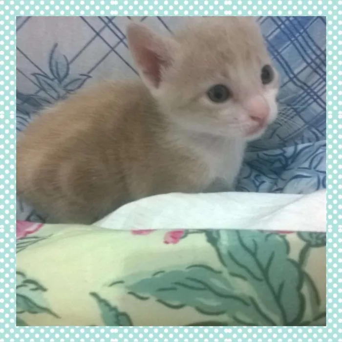 Gato raça  idade Abaixo de 2 meses nome Batata