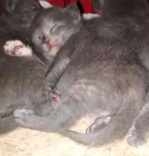 Gato raça  idade 7 a 11 meses nome ESTRELA
