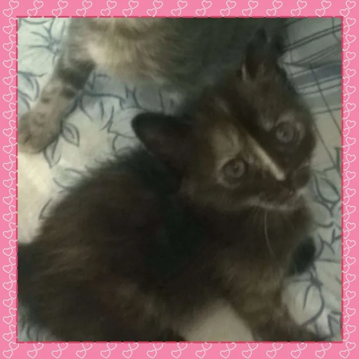 Gato raça  idade Abaixo de 2 meses nome Margot