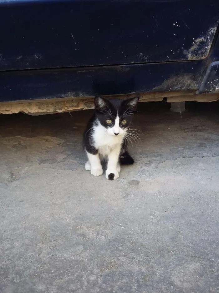 Gato ra a  idade 2 a 6 meses nome Vida