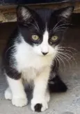 Vida