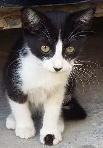 Gato ra a  idade 2 a 6 meses nome Vida