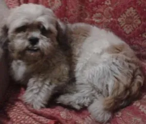 Cachorro raça Shitzu idade 2 anos nome lupy GRATIFICA