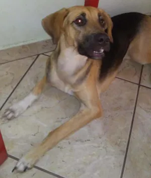 Cachorro raça Srd idade 7 a 11 meses nome Kika