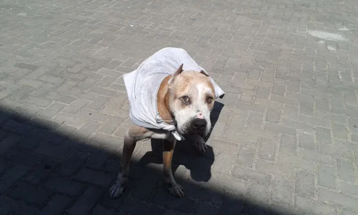 Cachorro raça Pit-Bull idade 6 ou mais anos nome TOB