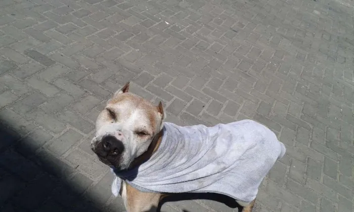 Cachorro raça Pit-Bull idade 6 ou mais anos nome TOB