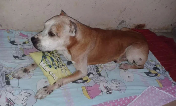 Cachorro raça Pit-Bull idade 6 ou mais anos nome TOB