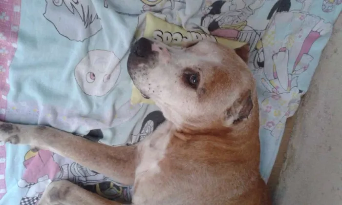 Cachorro raça Pit-Bull idade 6 ou mais anos nome TOB