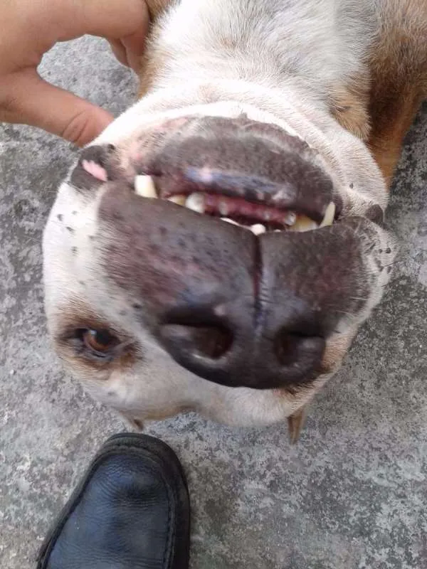 Cachorro raça Pit-Bull idade 6 ou mais anos nome TOB