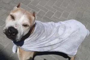 Cachorro raça Pit-Bull idade 6 ou mais anos nome TOB