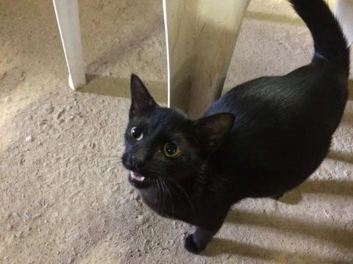 Gato raça  idade 2 a 6 meses nome Nina
