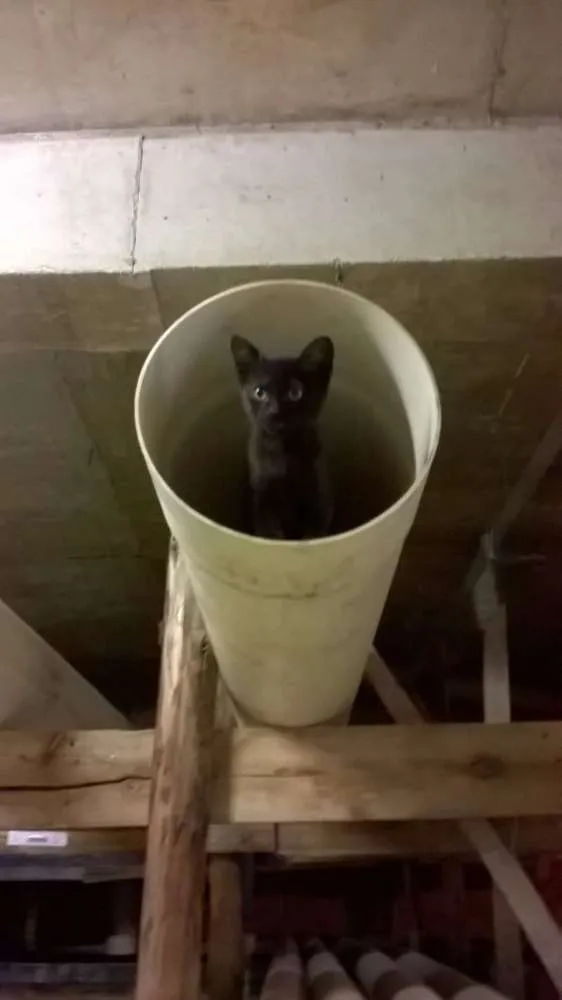 Gato raça  idade 2 a 6 meses nome Nina