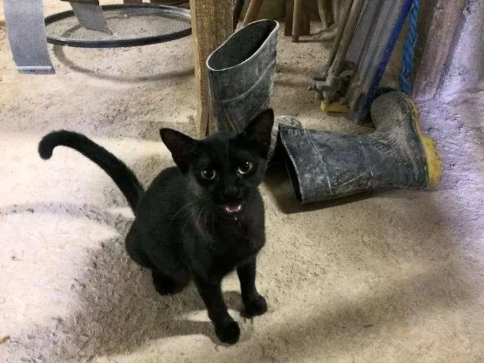Gato raça  idade 2 a 6 meses nome Nina