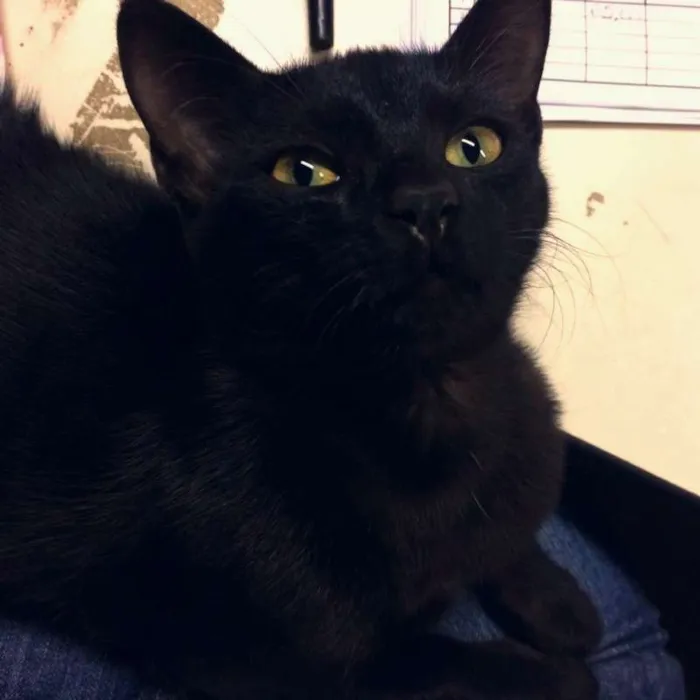 Gato raça  idade 2 a 6 meses nome Nina