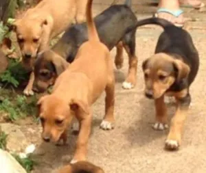 Cachorro raça  idade 2 a 6 meses nome Varios