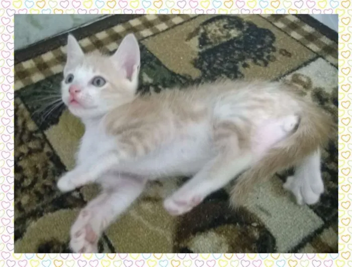 Gato raça  idade Abaixo de 2 meses nome Batata