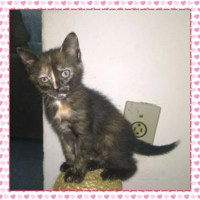 Gato raça  idade Abaixo de 2 meses nome Margot