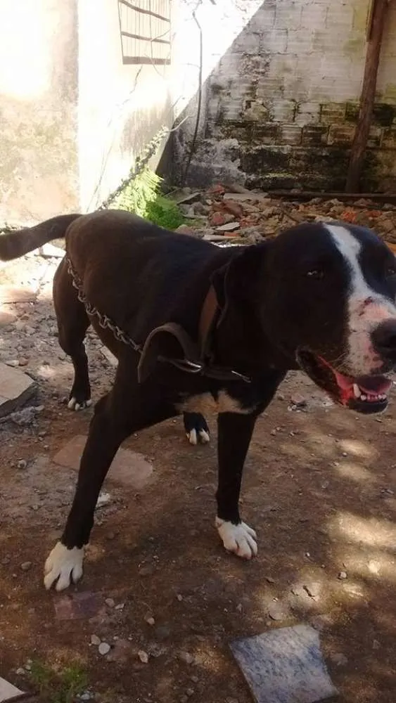 Cachorro ra a Pit-Bull com Labrador idade 5 anos nome Lyon