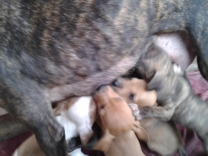 Cachorro ra a mistura idade Abaixo de 2 meses nome lala