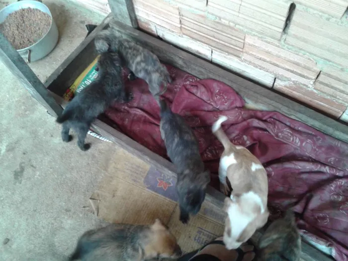 Cachorro ra a mistura idade Abaixo de 2 meses nome lala