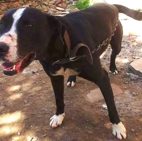 Cachorro ra a Pit-Bull com Labrador idade 5 anos nome Lyon