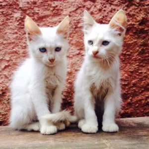 Gato raça SRD idade 2 a 6 meses nome Christian e klaus