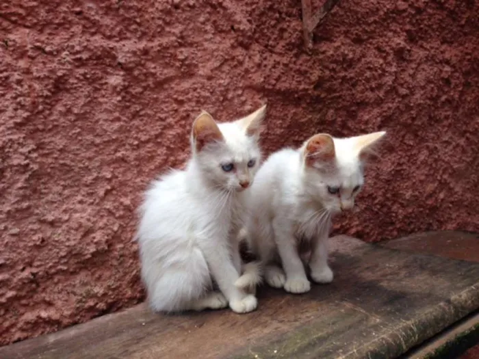 Gato ra a SRD idade 2 a 6 meses nome Christian e klaus