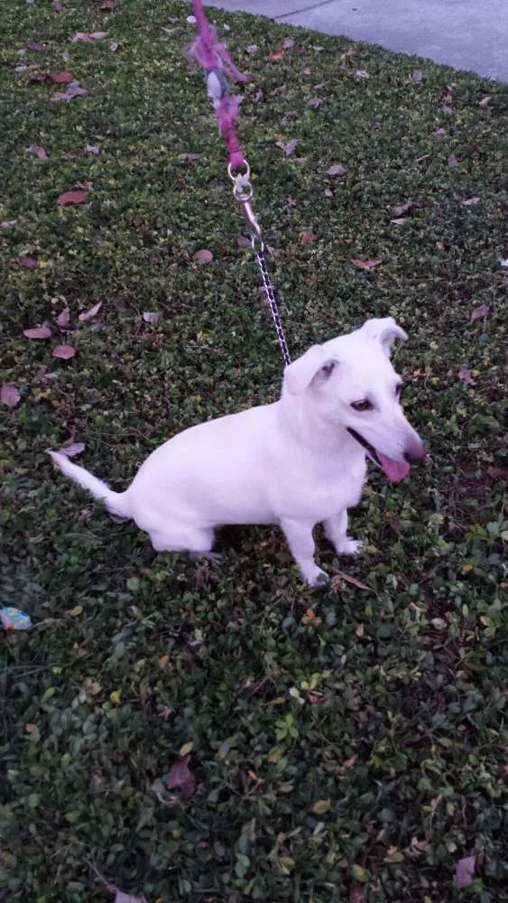 Cachorro ra a Vira Lata idade 2 anos nome Fuinha