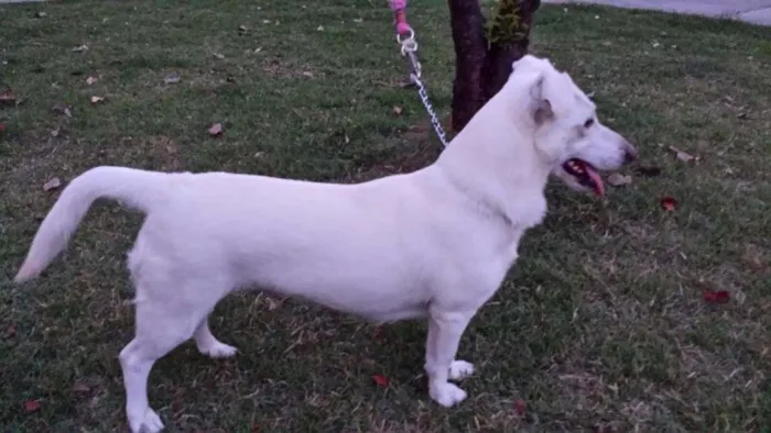 Cachorro ra a Vira Lata idade 2 anos nome Fuinha