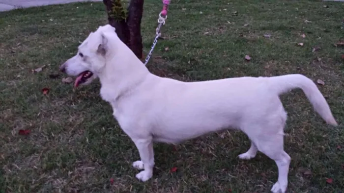 Cachorro ra a Vira Lata idade 2 anos nome Fuinha