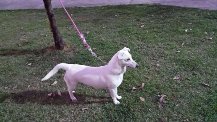 Cachorro ra a Vira Lata idade 2 anos nome Fuinha