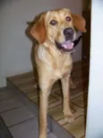 MEL