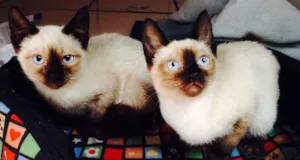 Gato raça SRD idade 2 a 6 meses nome Sissi e Titti
