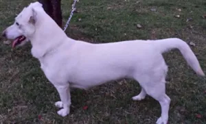 Cachorro raça Vira Lata idade 2 anos nome Fuinha