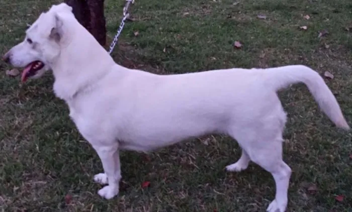 Cachorro ra a Vira Lata idade 2 anos nome Fuinha