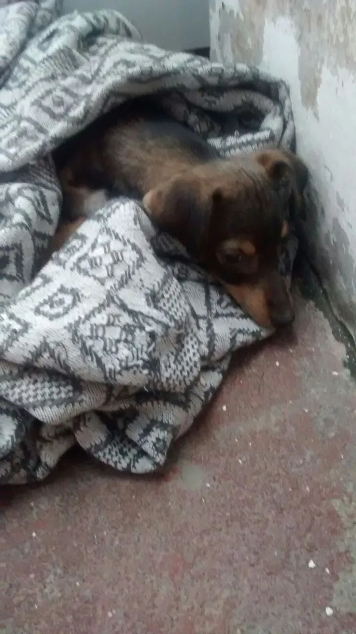Cachorro ra a vira lata idade 2 a 6 meses nome não tem nome