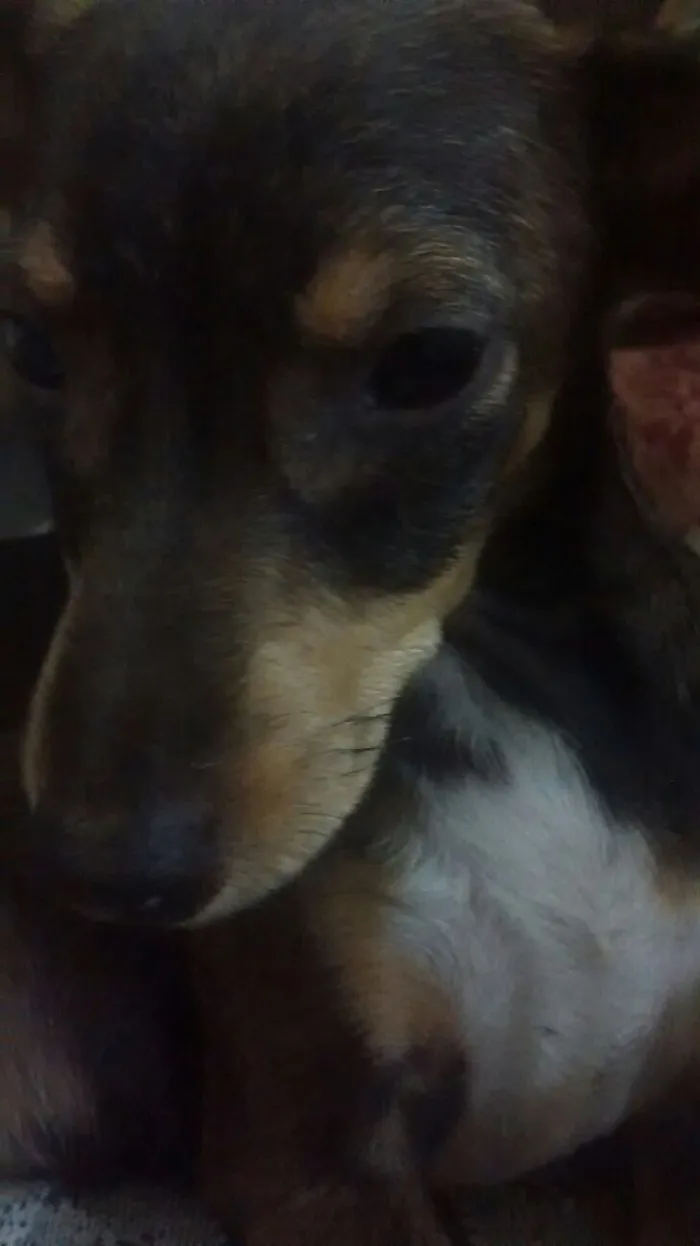 Cachorro ra a vira lata idade 2 a 6 meses nome não tem nome