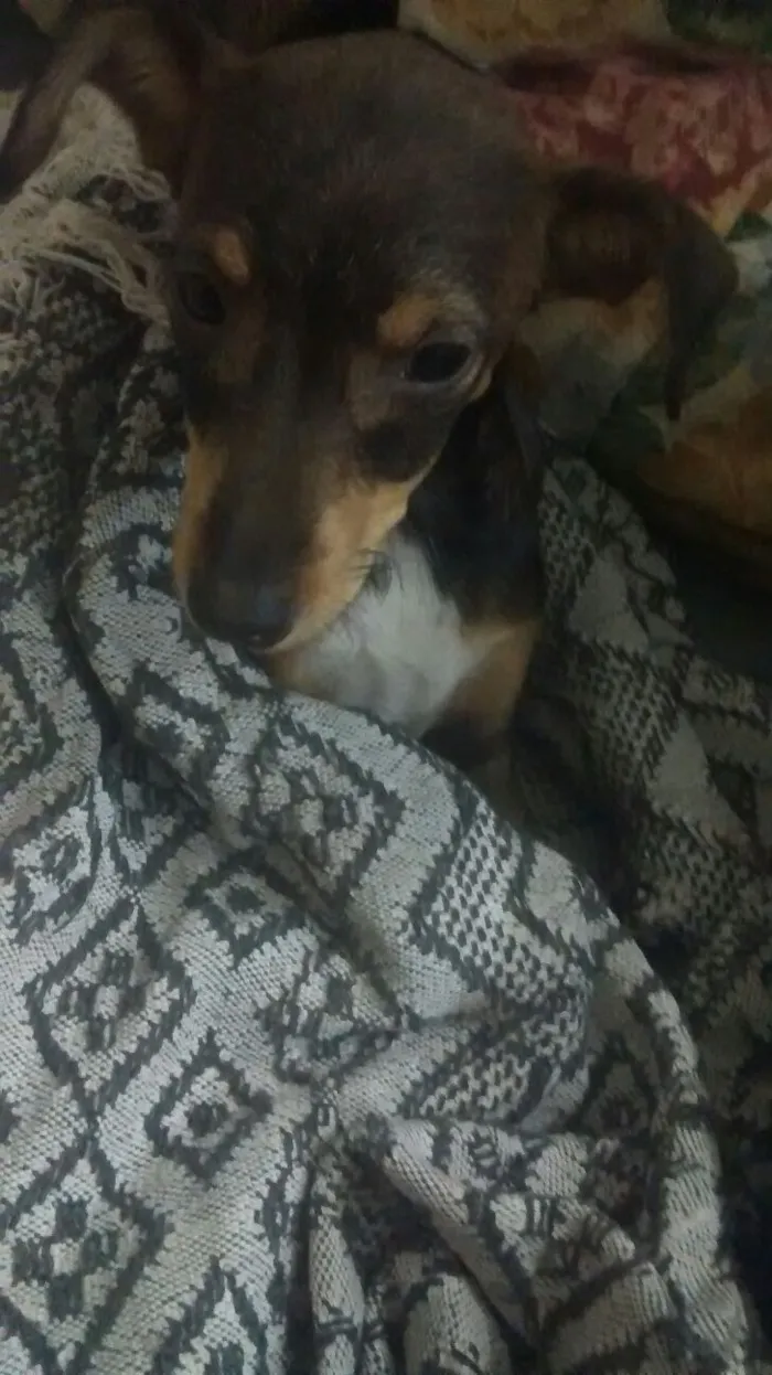 Cachorro ra a vira lata idade 2 a 6 meses nome não tem nome