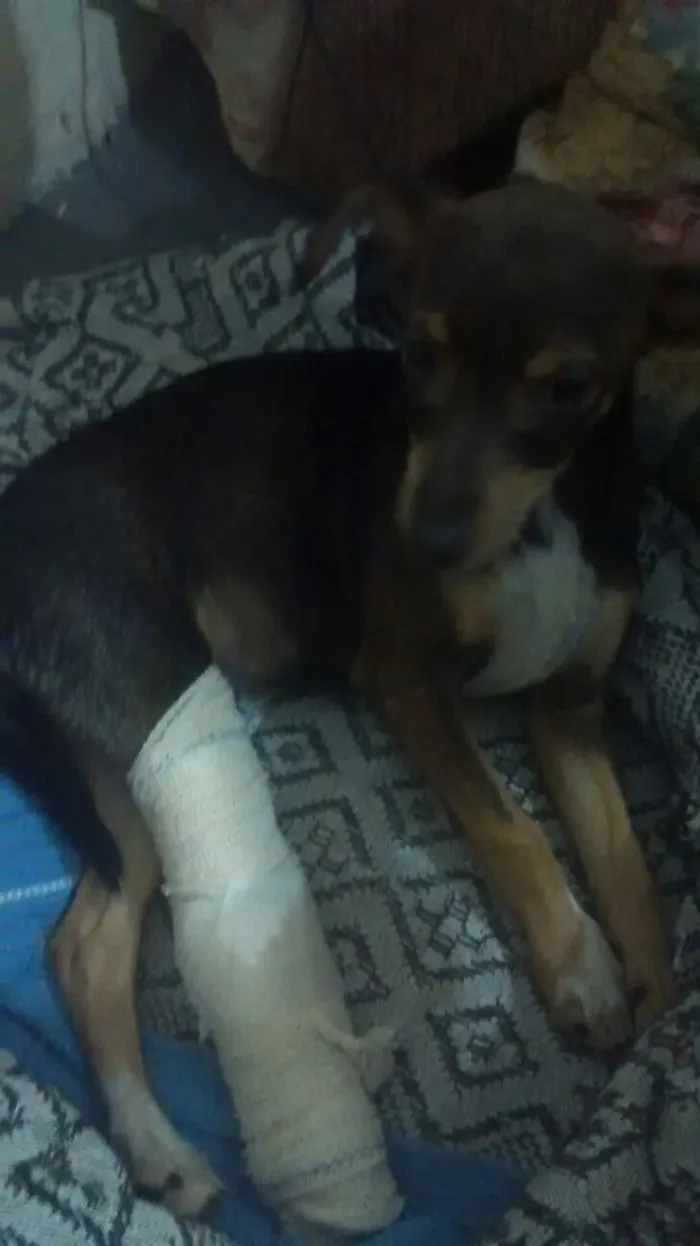Cachorro ra a vira lata idade 2 a 6 meses nome não tem nome