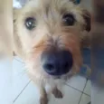 nina