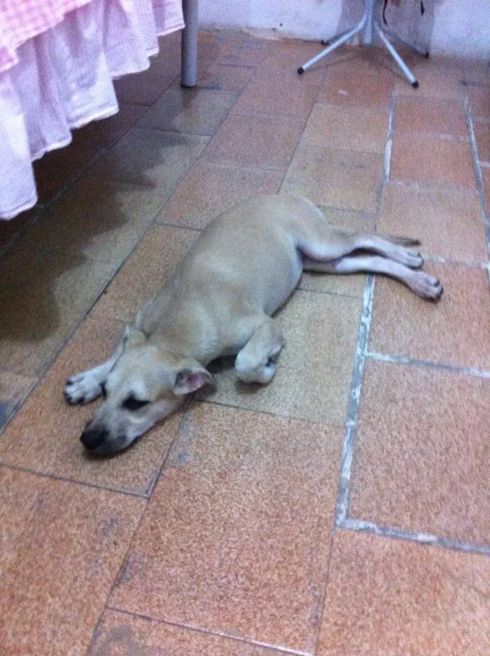 Cachorro ra a Vira-lata idade 2 a 6 meses nome Sem nome