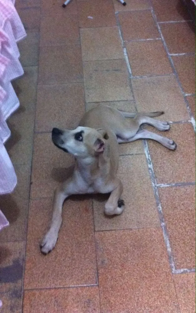 Cachorro ra a Vira-lata idade 2 a 6 meses nome Sem nome