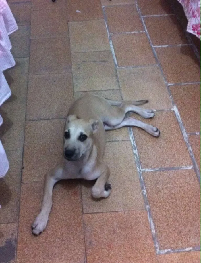 Cachorro ra a Vira-lata idade 2 a 6 meses nome Sem nome