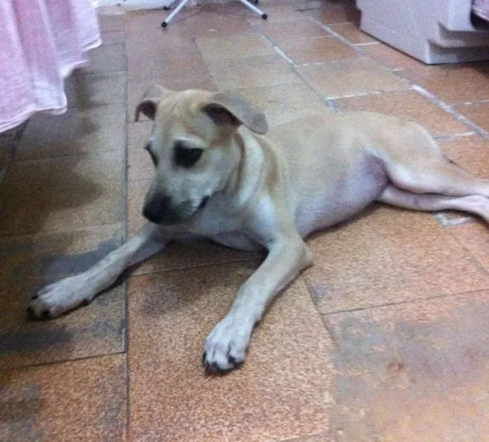 Cachorro ra a Vira-lata idade 2 a 6 meses nome Sem nome