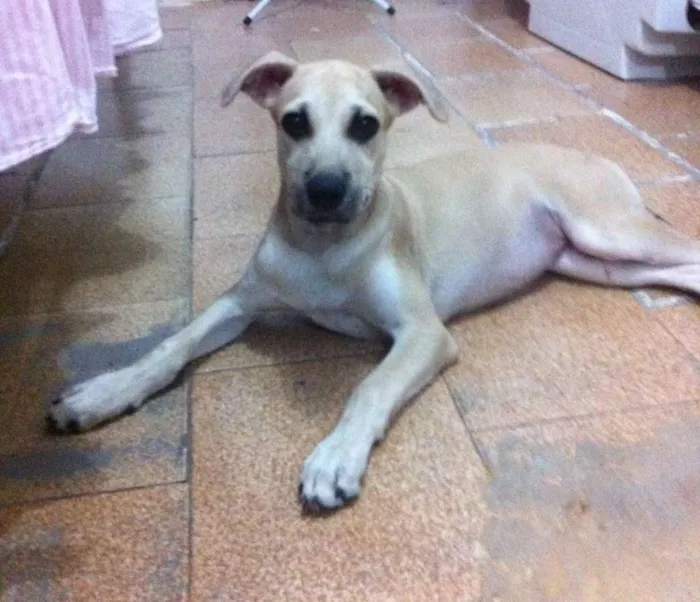 Cachorro ra a Vira-lata idade 2 a 6 meses nome Sem nome