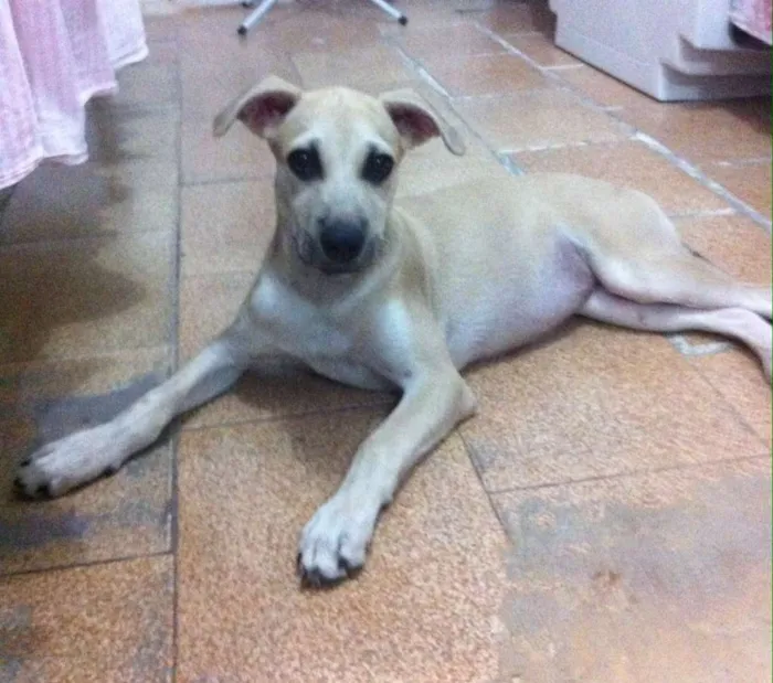 Cachorro ra a Vira-lata idade 2 a 6 meses nome Sem nome