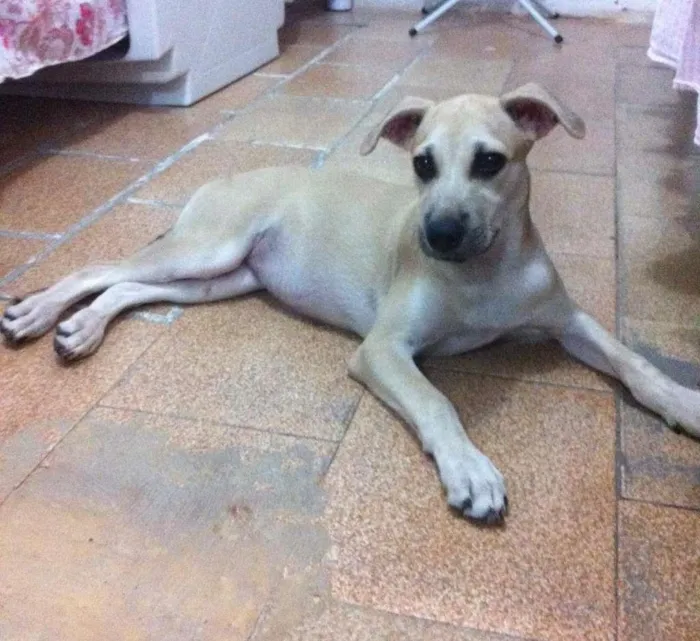 Cachorro ra a Vira-lata idade 2 a 6 meses nome Sem nome