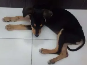 Cachorro raça SRD idade Abaixo de 2 meses nome Cusco