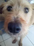 nina